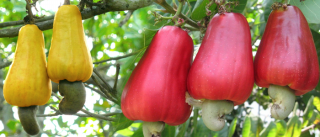 Cashew-Tree-with-fruit-Cashew-apple