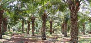 oil-palm-cultivation